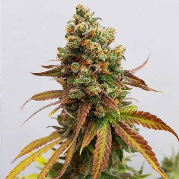 Special Queen #1 Cannabiszaden