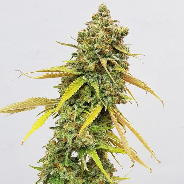 Special Queen #1 Cannabiszaden