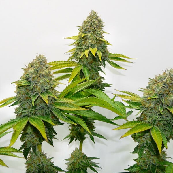 Royal Queen - OG Kush