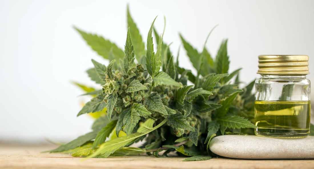 CBD olie, hash, topskud og cremer – hvad er forskellen?