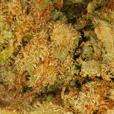 Hennepbloemen Gelato CBD 9%