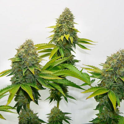 Royal Queen - OG Kush